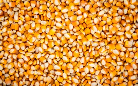 正大种业业绩持续承压：每年3亿买理财，产能利用率不佳