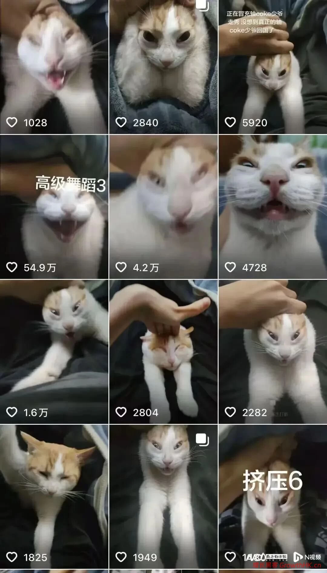 合作网红陷“虐猫”争议，“诚实一口”火速切割能否挽回消费者信任？