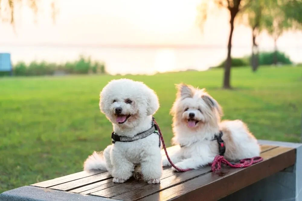 一个湖靠“像猫”干成了顶流