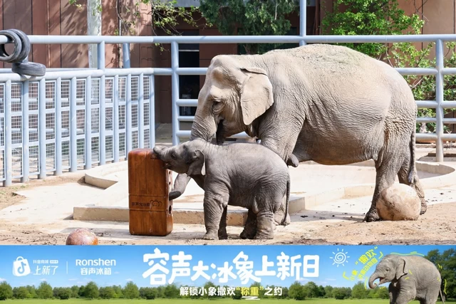 容声大冰象携手小象“撒欢”，用270公斤食材上演“称象”挑战