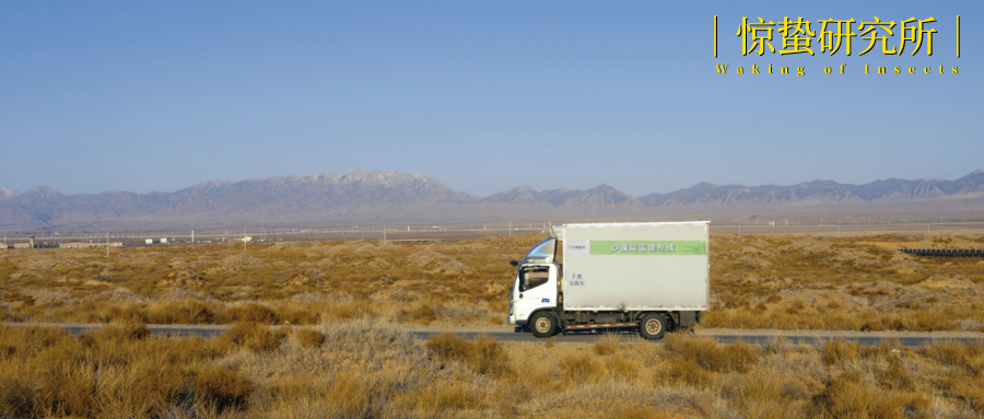 “北菜南运”沙漠菜，丰盛了谁的餐桌？