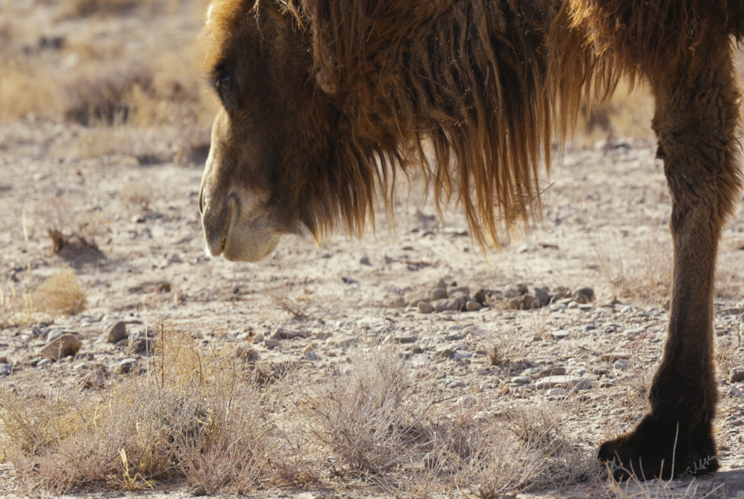 “北菜南运”沙漠菜，丰盛了谁的餐桌？