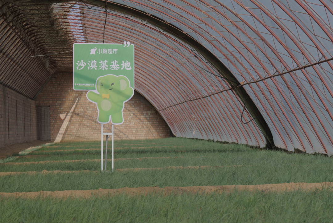 “北菜南运”沙漠菜，丰盛了谁的餐桌？