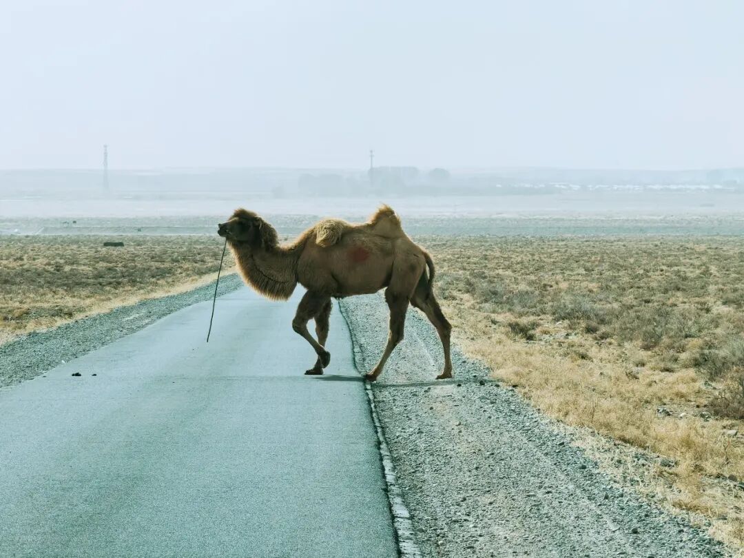 “北菜南运”沙漠菜，丰盛了谁的餐桌？