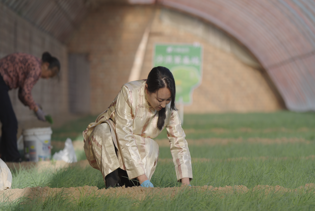 “北菜南运”沙漠菜，丰盛了谁的餐桌？