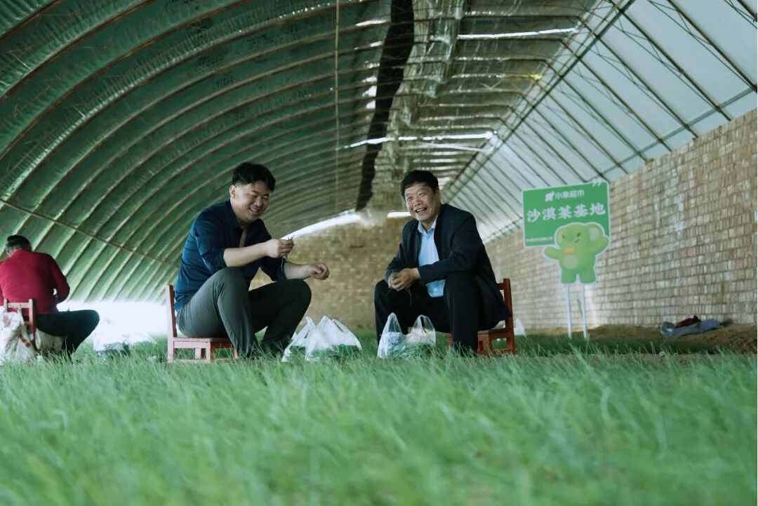 “北菜南运”沙漠菜，丰盛了谁的餐桌？