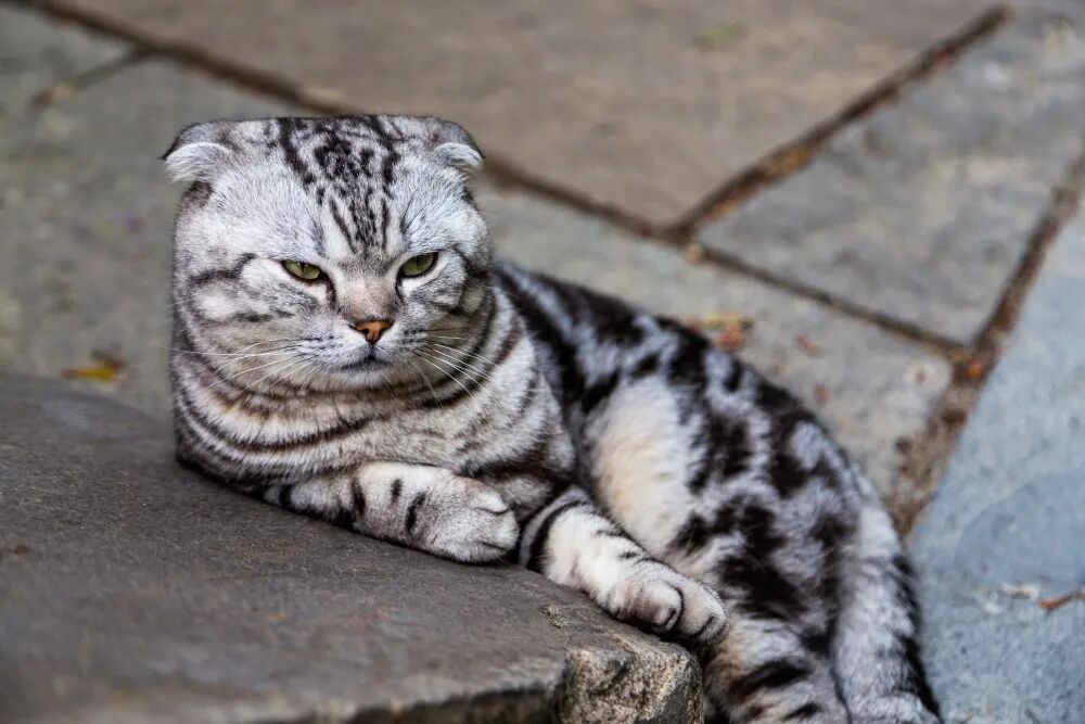 一个湖靠“像猫”干成了顶流