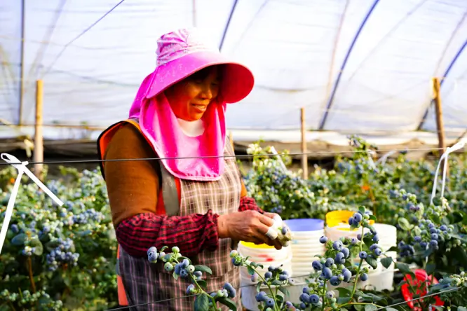 拼多多千亿扶持一周年：产业生态升级，2026继续重仓供应链