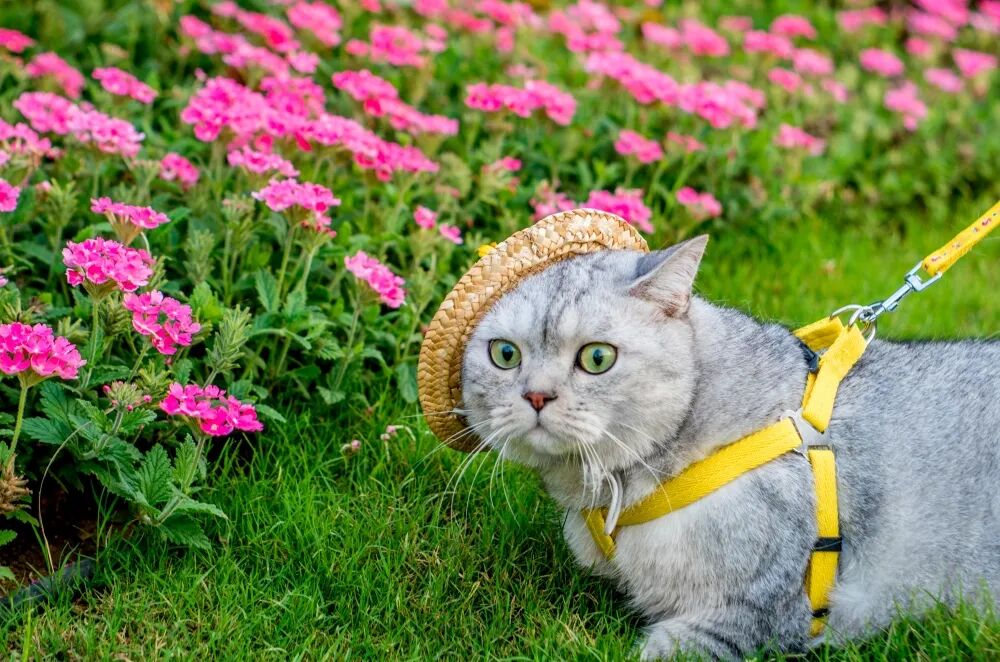 一个湖靠“像猫”干成了顶流