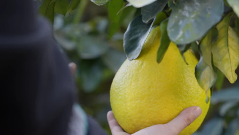 拼多多千亿扶持一周年：产业生态升级，2026继续重仓供应链