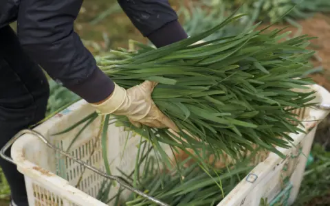 叮咚买菜给一把韭菜设下“九道关”