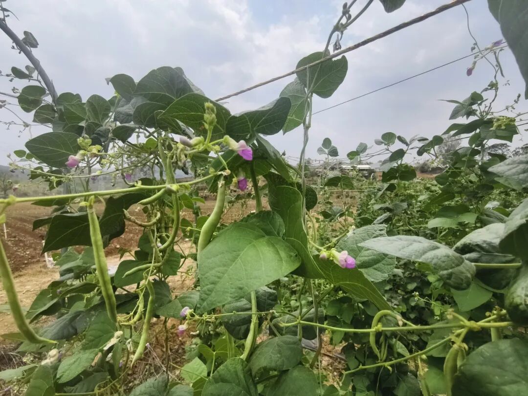 叮咚买菜给一把韭菜设下“九道关”