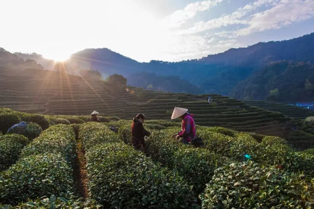想尝尝时间的味道,年轻人涌入春茶直播间