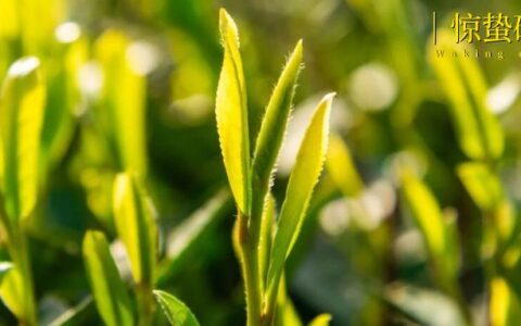 想尝尝时间的味道，年轻人涌入春茶直播间