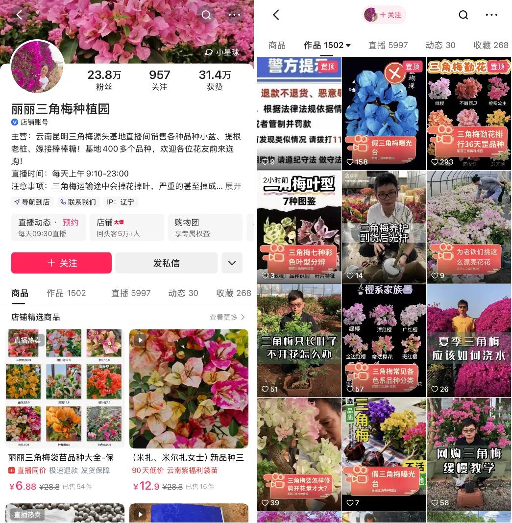 把三角梅卖到西藏：快手电商里的小商家，和他们的慢生意