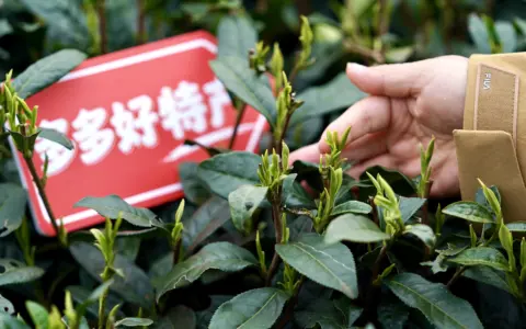 重仓中国供应链，拼多多交出新答卷
