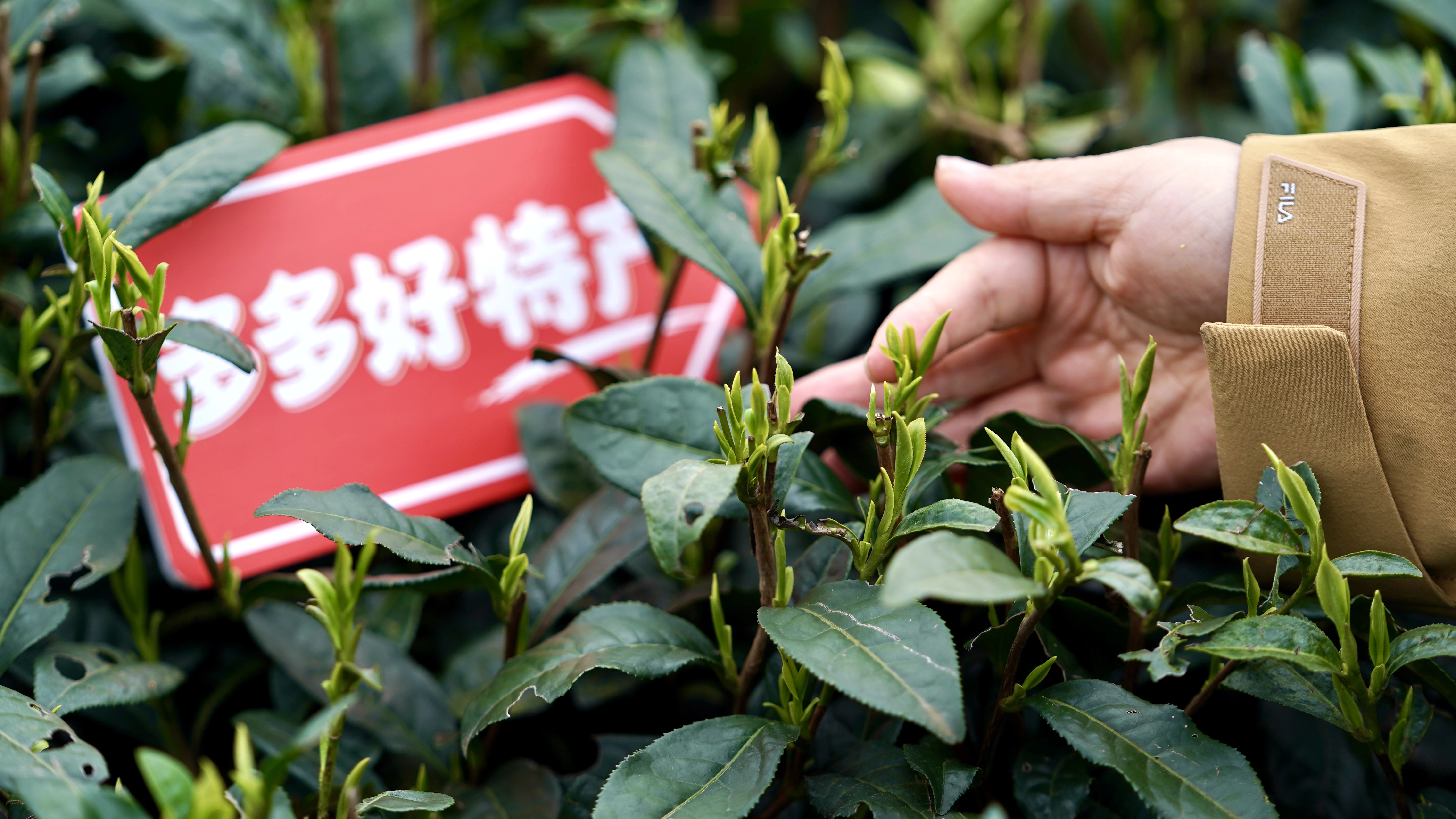 重仓中国供应链,拼多多交出新答卷