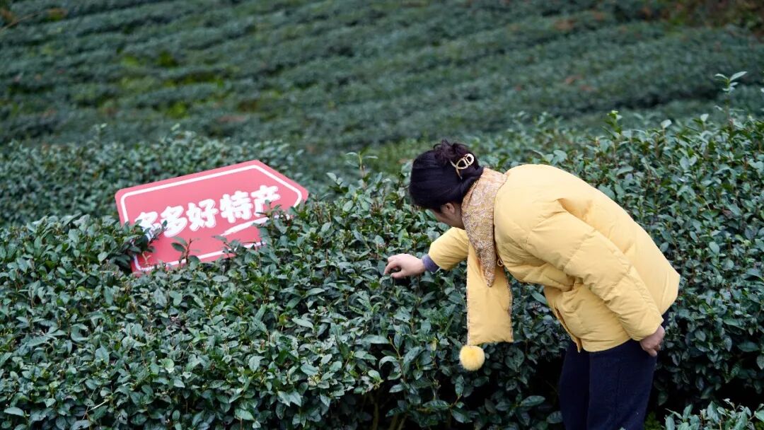 重仓中国供应链,拼多多交出新答卷