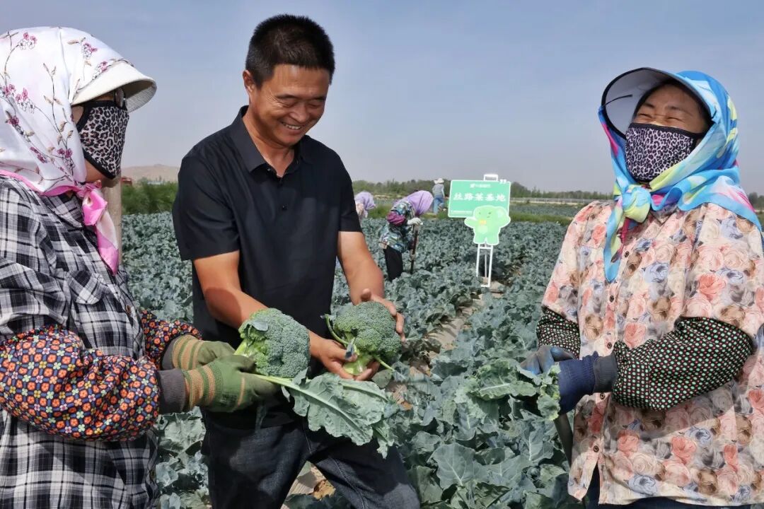 向东2800公里,一颗西蓝花的“鲜”活历程
