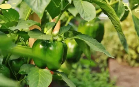 兰升生物三年分红1.77亿：拟募资4亿补流，产能利用率波动分化