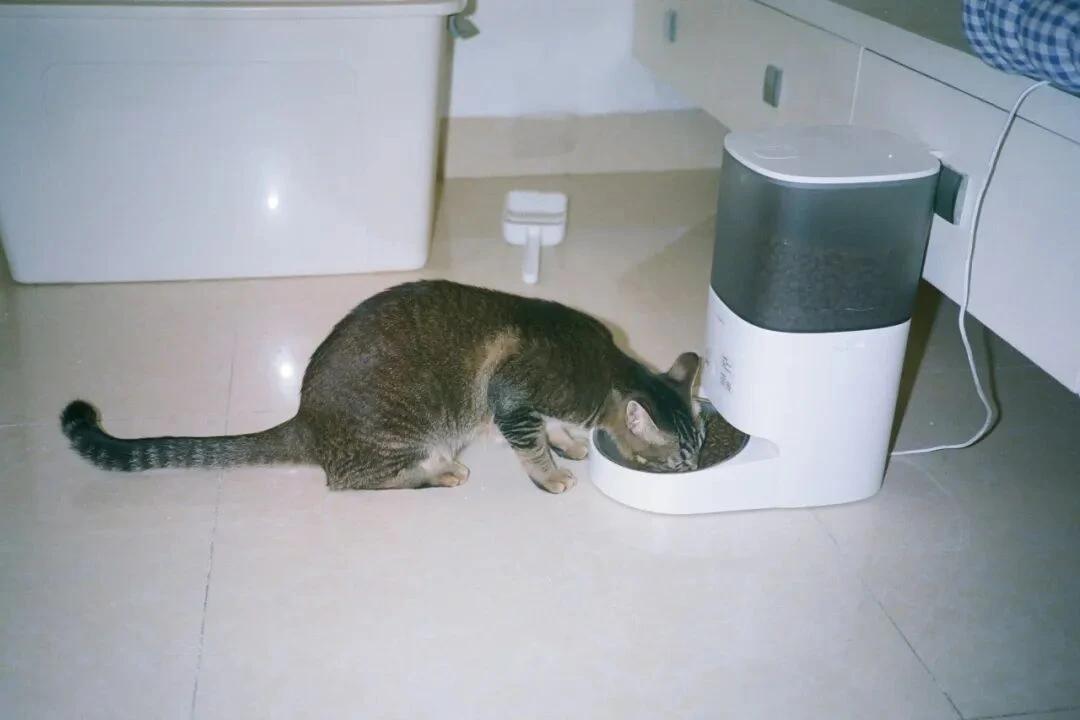 吃喝住行全面升级，宠物经济“再进化”