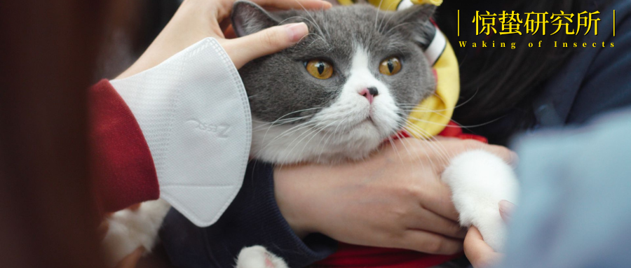 给猫狗把脉,宠物“中式养生”是智商税吗?