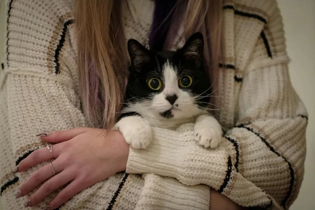 给猫狗把脉,宠物“中式养生”是智商税吗?