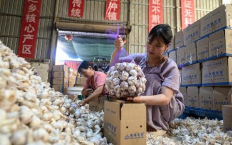 拼多多"免费送货入村"落地杞县：一条返程物流线，串起大蒜上行路