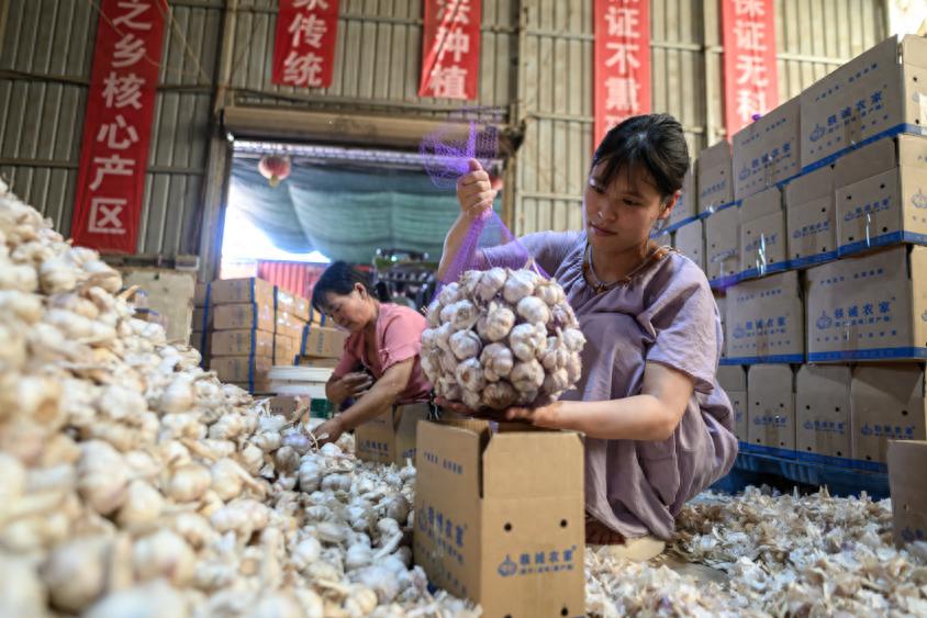 拼多多"免费送货入村"落地杞县：一条返程物流线，串起大蒜上行路