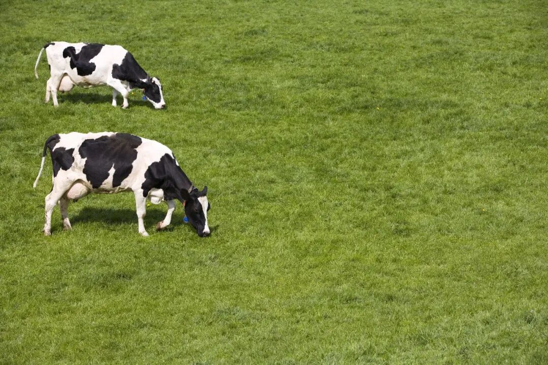 乳业存量竞争下半场,伊利把创新的根扎进了人才入口