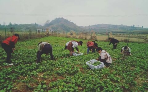 别全面绞杀社区团购！连菜贩都当不了的底层正被它拯救｜混沌大学