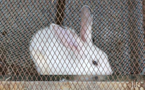 黎哲：有限的增长曲线