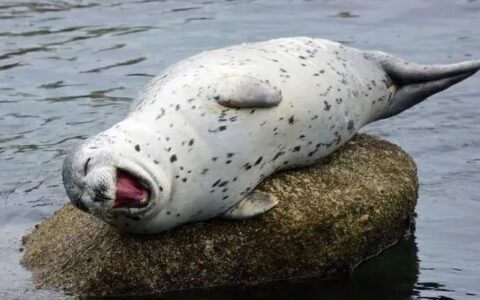 小马宋：有多少市场和品牌总监开始裸泳？