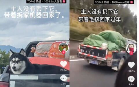 王崭：拼了一年的「打工人」，花3000元让猫狗就地过年