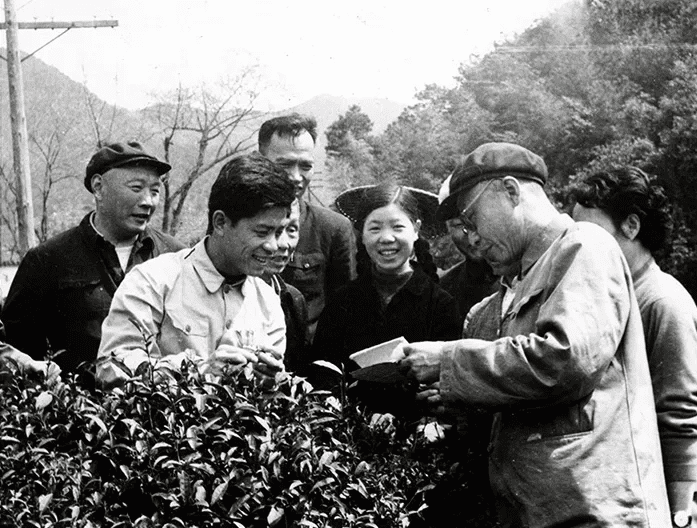 困在光环里的中国茶：既不想当立顿，也没能再造一个小罐茶