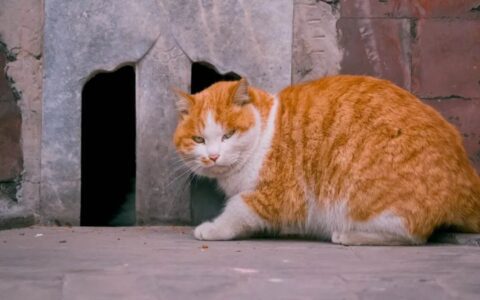 宠物营销三大玩法：猫猫狗狗还能帮品牌赚钱｜空手