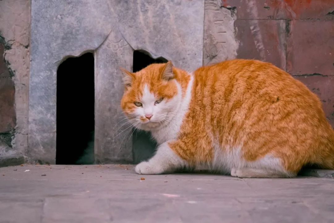 宠物营销三大玩法：猫猫狗狗还能帮品牌赚钱｜空手