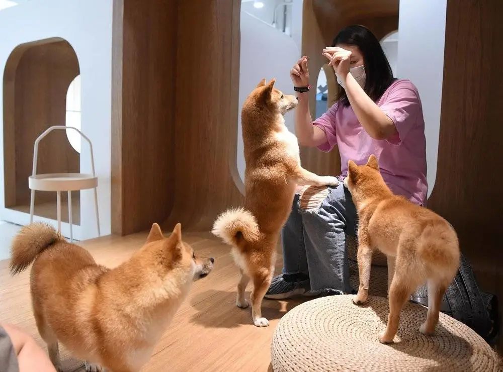 “520”猫狗热：比起爱情，更想给宠物花钱