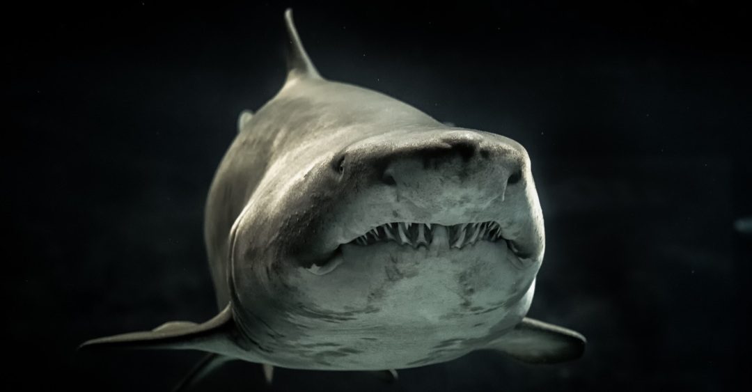 shark.jpg