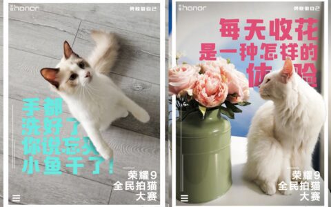 品牌“玩”猫上瘾，背后有哪些营销逻辑