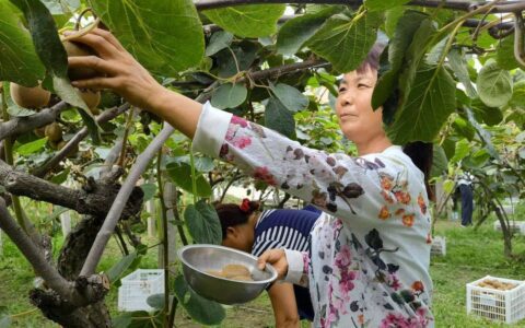 从车厘子自由到水果自由