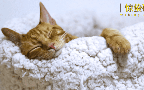 春节宠物寄养大热，商家赚到钱了吗？