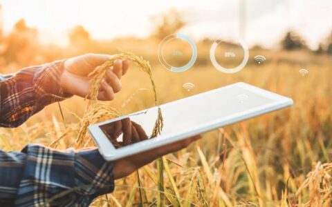 钉钉，下沉进农田