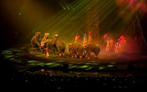 非正常死亡飙升直指原罪,千亿动物园产业何日投身自我救赎?