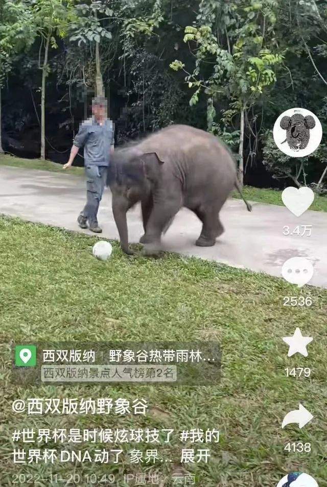 非正常死亡飙升直指原罪,千亿动物园产业何日投身自我救赎?