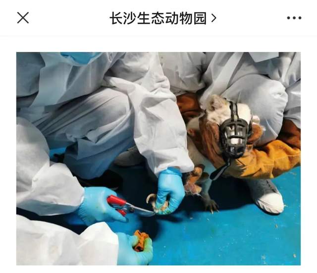 非正常死亡飙升直指原罪,千亿动物园产业何日投身自我救赎?