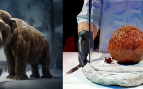 细胞肉，一道人类的必选题？