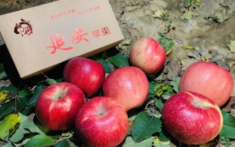 乡村振兴的“数字化解法”