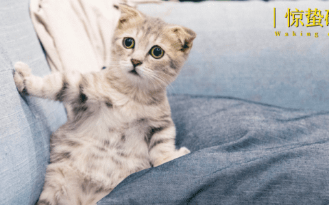 被宠物险收割，铲屎官又上了一课