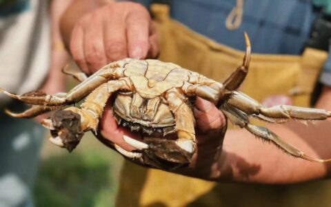 “秋天第一只大闸蟹”背后，看见京东一体化供应链